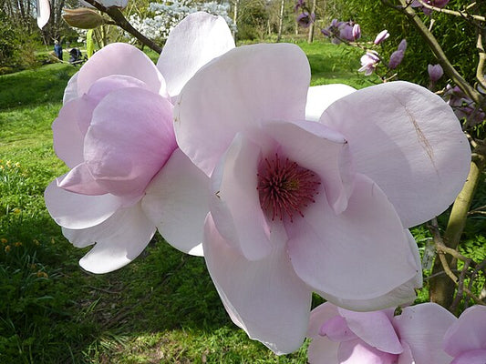Magnolia Iolanthe