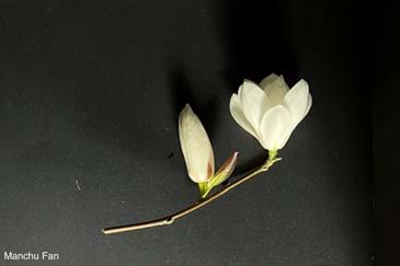 Magnolia Manchu Fan