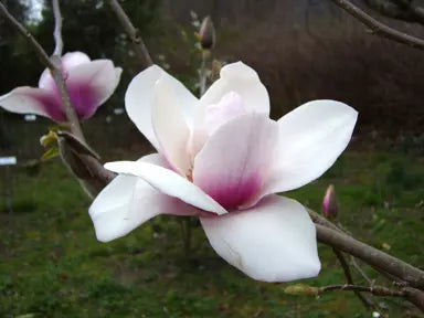 Magnolia Milky Way