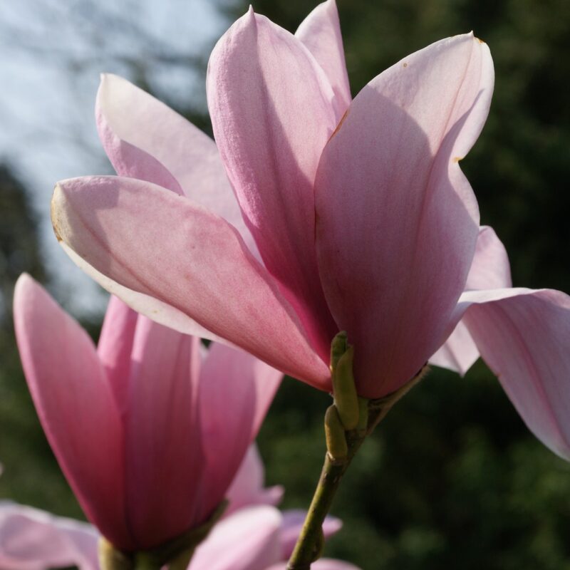Magnolia Phillip Tregunna