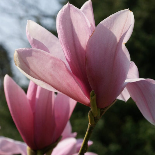 Magnolia Phillip Tregunna