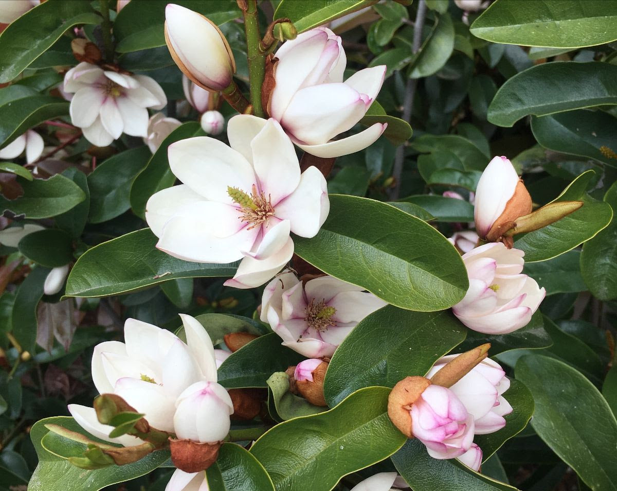 Magnolia Pink Bouquet
