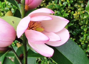 Magnolia Pink Pearl