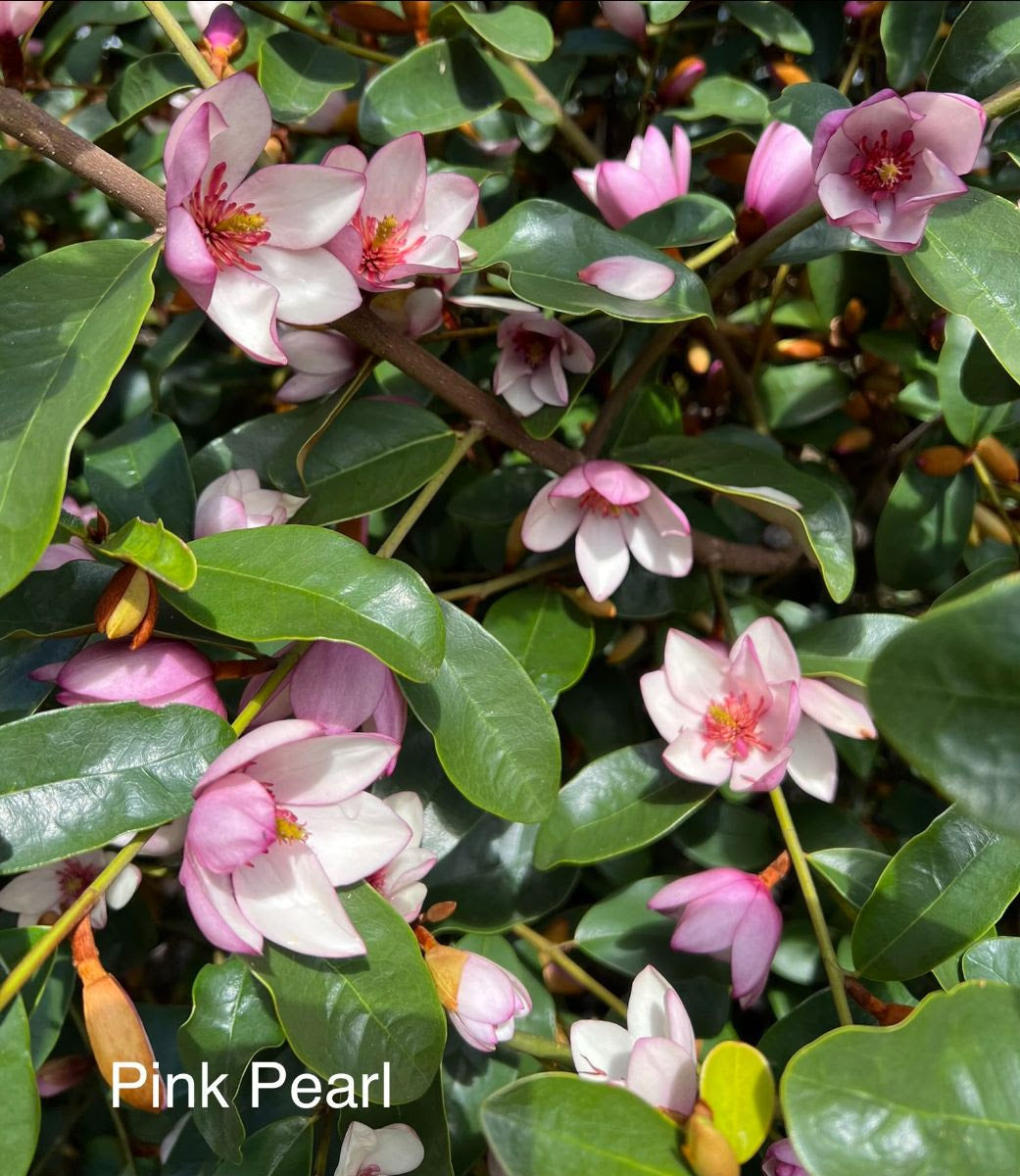 Magnolia Pink Pearl
