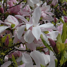 Magnolia Pinkie