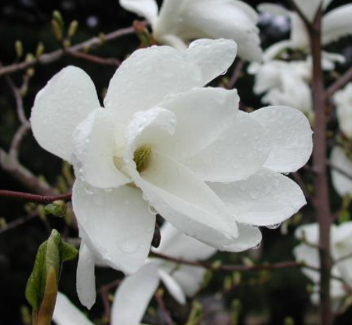 Magnolia Pristine