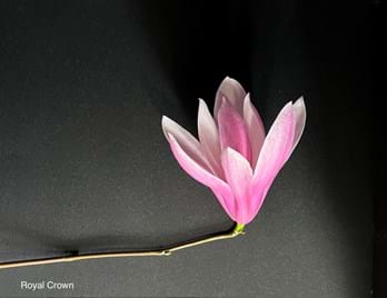 Magnolia Royal Crown