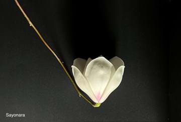 Magnolia Sayonara