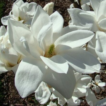 Magnolia Spring Snow