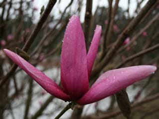 Magnolia Star Wars
