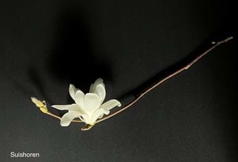 Magnolia Suishoren