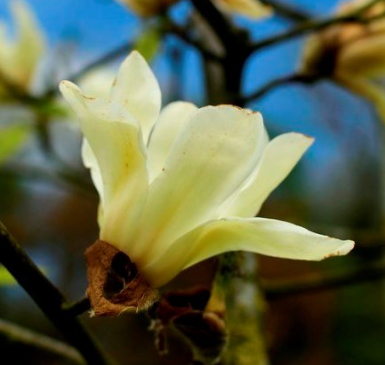 Magnolia Sundance