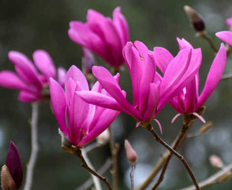 Magnolia Susan