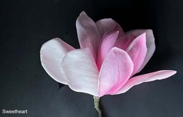 Magnolia Sweetheart