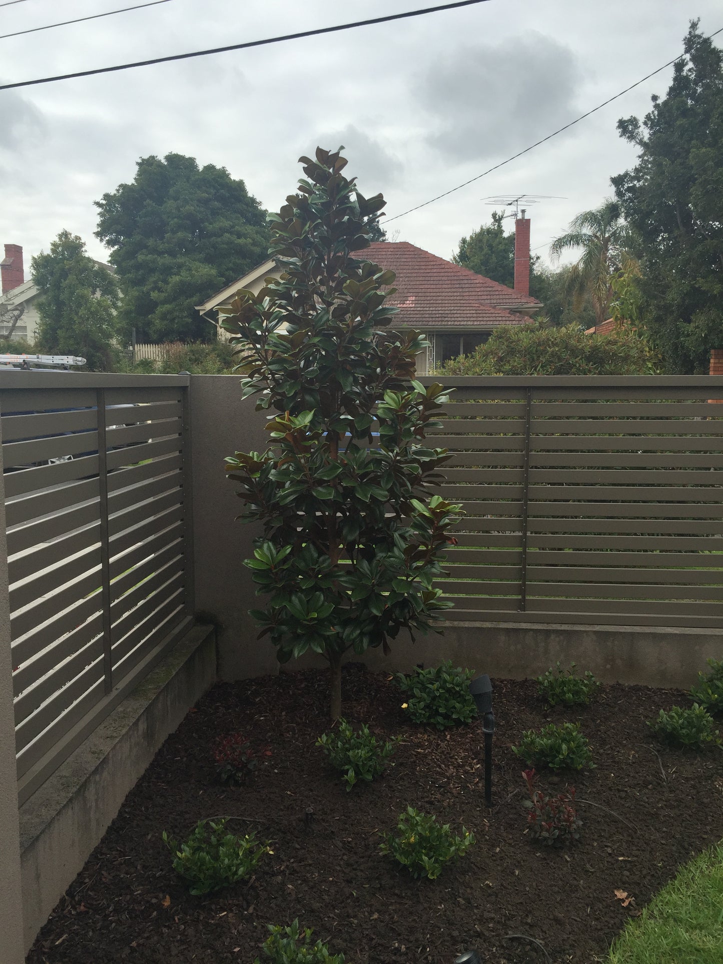 Magnolia grandiflora Teddy Bear