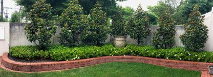 Magnolia grandiflora Teddy Bear