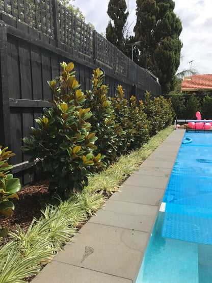 Magnolia grandiflora Teddy Bear