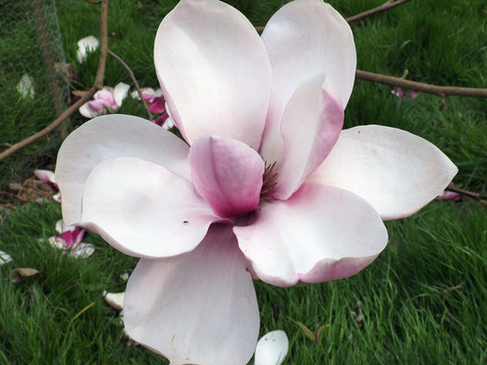 Magnolia Tikitere