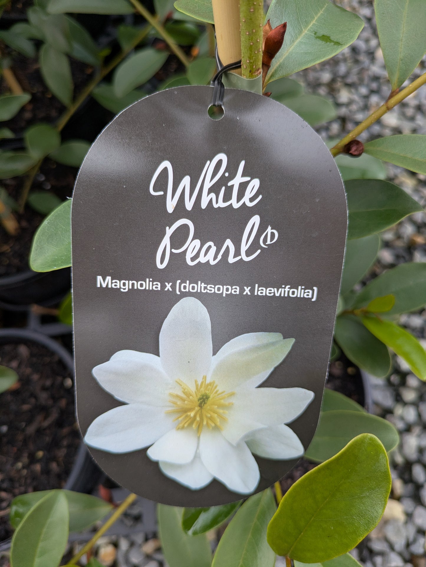 Magnolia White Pearl