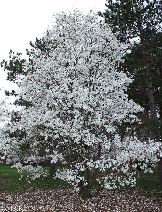 Magnolia X. proctoriana