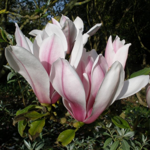 Magnolia X. soulangeana Pictkards Schmetterling