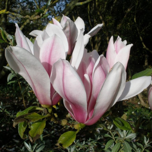 Magnolia X. soulangeana Pictkards Schmetterling