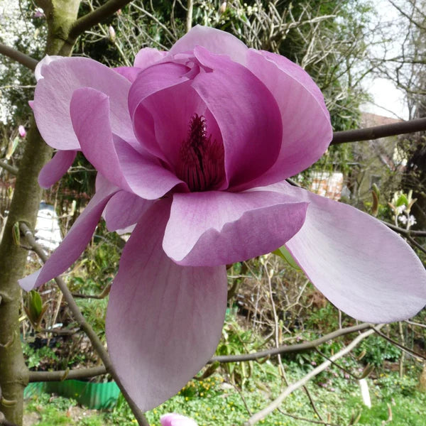 Magnolia X. soulangeana Ruth