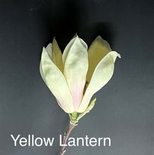 Magnolia Yellow Lantern