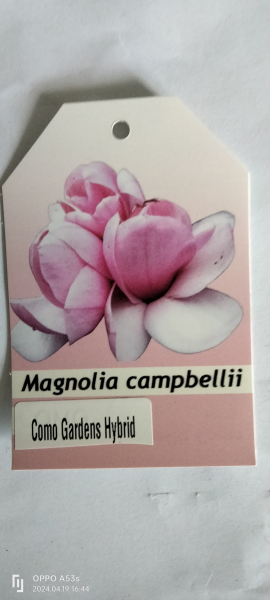 Magnolia 'Como Gardens'