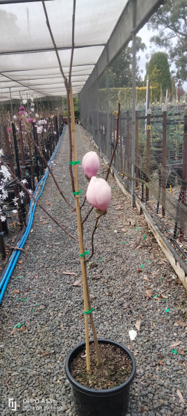 Magnolia Dolly Horn