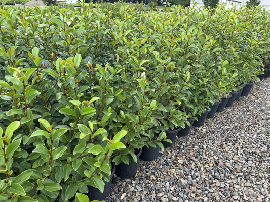 Magnolia (Parcleo)  Paradise® Princess Cleopatra