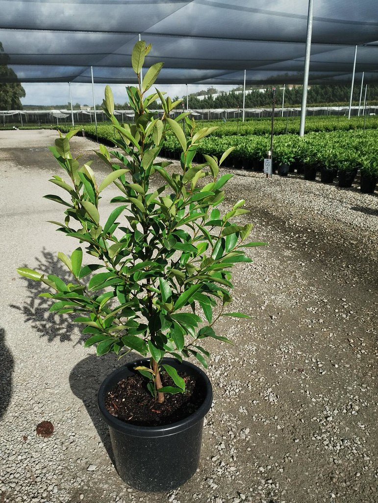 Michelia yunnanensis White Caviar