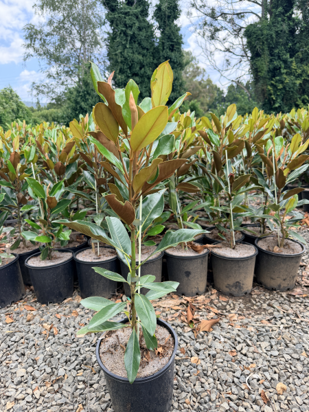 Magnolia grandiflora 'Little Gem'