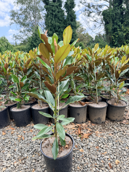 Magnolia grandiflora 'Little Gem'
