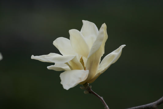 Magnolia acuminata Sun Ray