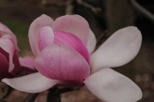 Magnolia denudata Forrests Pink