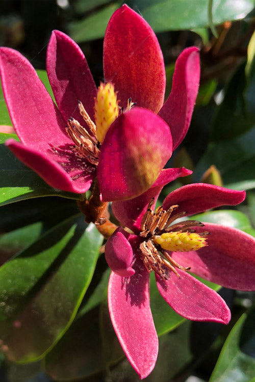 Magnolia figo Stellar Ruby