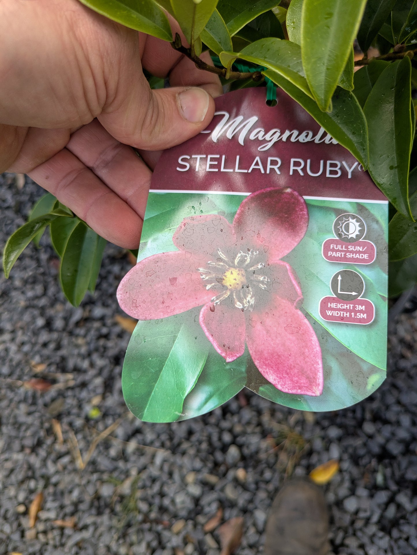 Magnolia figo Stellar Ruby