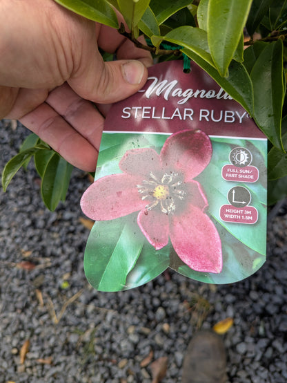 Magnolia figo Stellar Ruby
