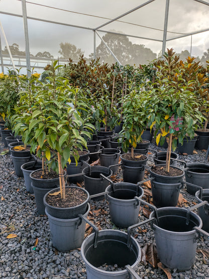 Magnolia figo Stellar Ruby