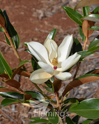 Magnolia grandiflora Alta™ (TMGH)