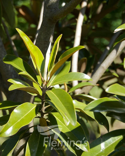 Magnolia grandiflora Alta™ (TMGH)