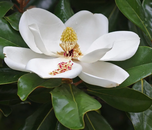 Magnolia grandiflora Exmouth