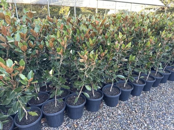 the plant broker