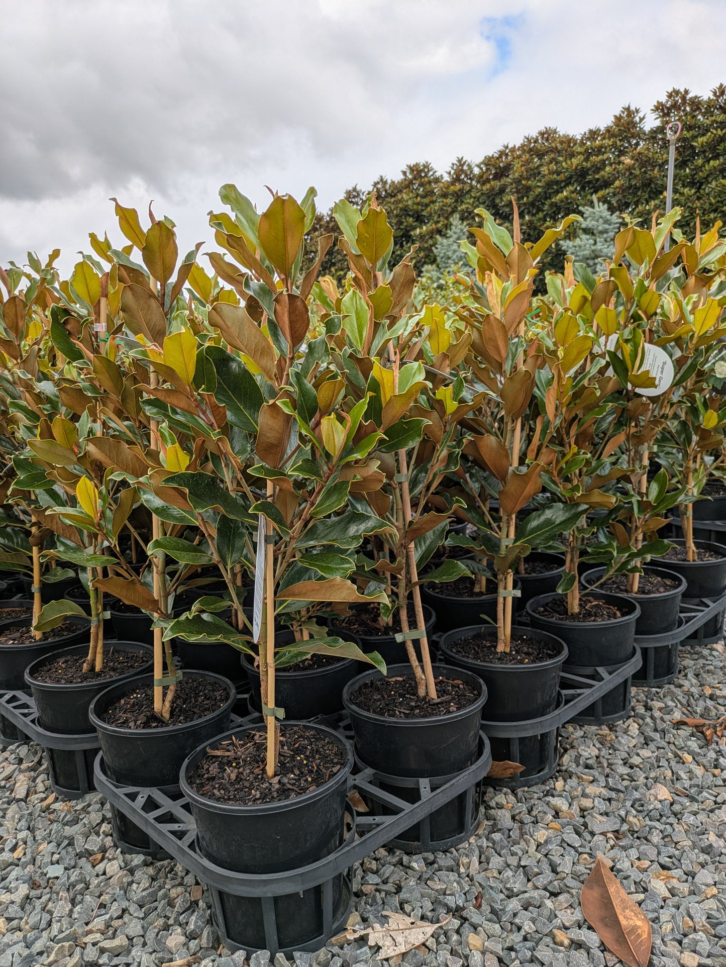 Magnolia grandiflora Super Gem