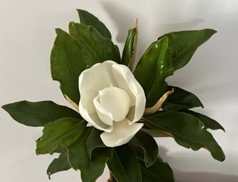 Magnolia grandiflora Super Gem