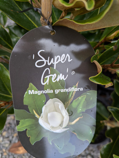 Magnolia grandiflora Super Gem