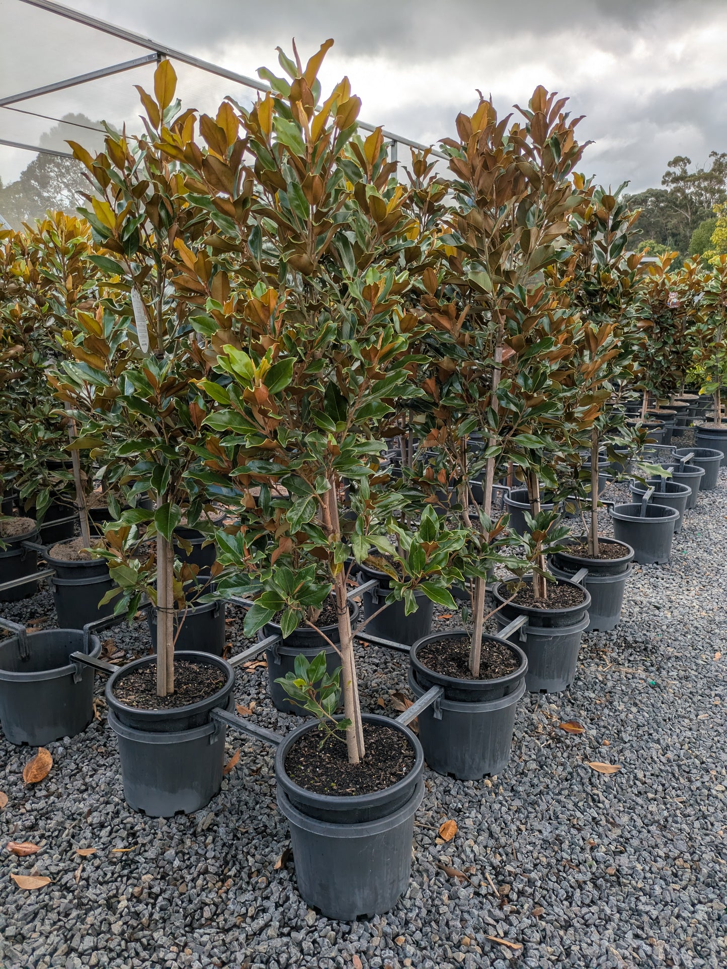 Magnolia grandiflora Super Gem