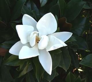 Magnolia grandiflora Sweet Carolina