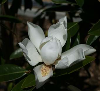 Magnolia grandiflora Sweet and Neat